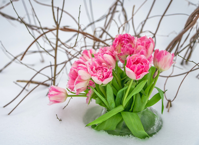 Flowers flowers  / exquisite flowers