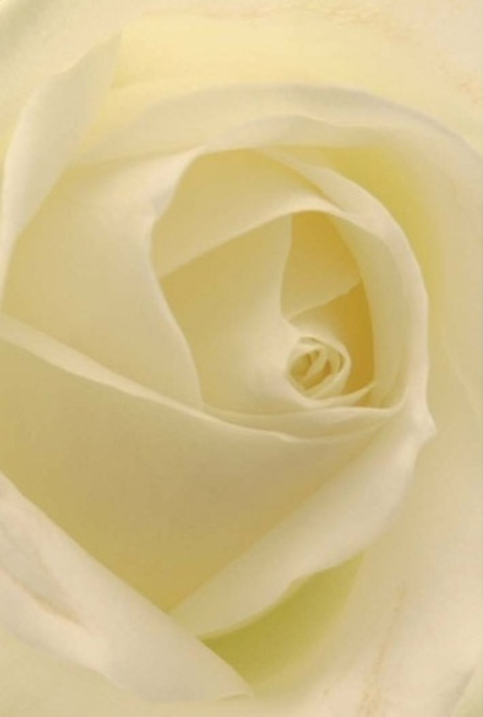 Seen up close, this ethereal white rose unfolds in a tapestry of creamy petals, each layered with precision and grace by the skilled hands of Peckham Florist. The gradients between white and soft cream melt seamlessly, highlighted by gentle daylight that filters through the flower's structure, giving it an inner radiance reminiscent of Peckham Rye Park at dawn. The spiral arrangement in the rose's core conveys a sense of purity and resilience, while faint shadows playing among the petals enhance the bloom's tranquil sophistication. As a florist rooted in SE15, I recognize the rose's versatility-ideal for a wedding's romantic centrepiece, a sincere note of apology, or a heartfelt expression of sympathy. The clean lines and subtle fragrance seem to promise hope and serenity, lending the arrangement an unspoken grace. Every detail tells of both the wisdom of nature and the sensitivity of florists dedicated to their craft right here in Peckham, making this rose a silently powerful messenger for any emotion you wish to communicate.