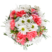 Infused with the joyful aura of Peckham, this bouquet features radiant white daisies and layers of coral-pink carnations, expertly combined in a circular design that feels both airy and abundant. The daisies, each with a crisp lime-green center, shine brightly amid ruffled carnations whose warm hues evoke sunset along the rooftops of Peckham Rye. Baby's breath is interspersed delicately-soft clusters that lighten the arrangement and lend it a dreamy, uplifting feel-while silver-toned eucalyptus leaves and deep green foliage frame the blooms with subtle sophistication and a refreshing scent. Discreet buds, hand-selected for their blushes of pink and purple, rest quietly, hinting at blossoms soon to open. This bouquet, arranged with heart and optimism, seems built for celebration, able to light up a kitchen in Bellenden Village or serve as a gentle gesture of gratitude to neighbours. Every detail reflects the care and joy of a local florist, creating a modern floral expression perfectly suited for marking special occasions, sending well-wishes, or simply brightening a loved one's daily routine in the heart of Peckham.